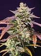 Purple Punch Og Xl Auto® -Sweet Seeds (X25/X5+2/X3+1) - Miniatura 4