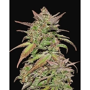 Smoothie Auto X1-Fast Buds