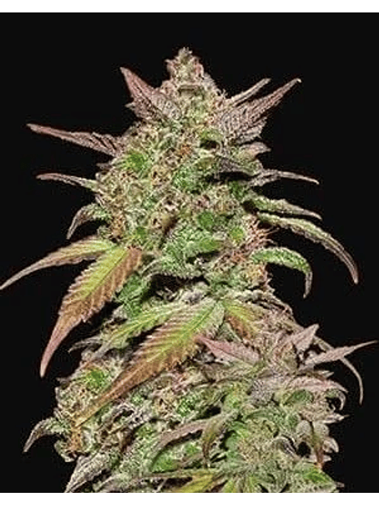 Smoothie Auto X1-Fast Buds 2