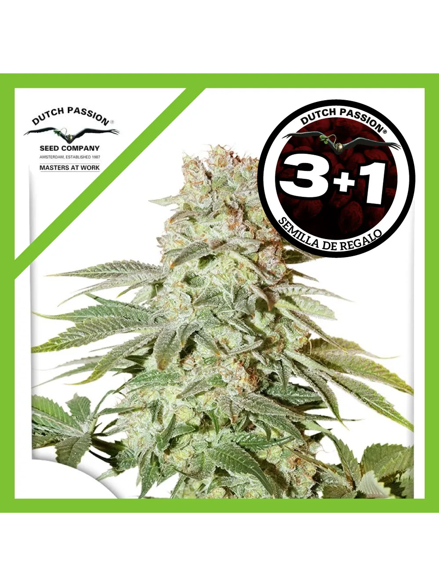 Power Plant Auto -Dutch Passion (X3/X3+1) 4