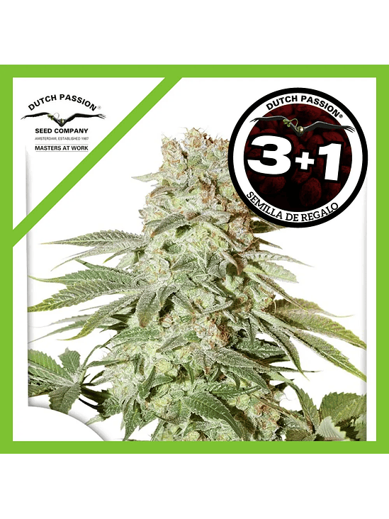 Power Plant Auto X3-Dutch Passion 4