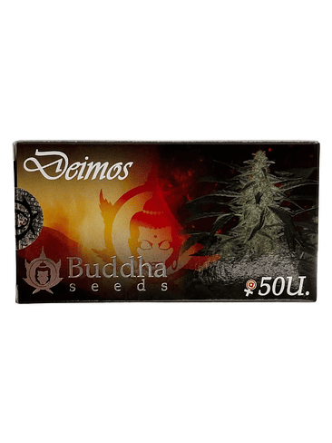 Deimos Auto X3+1-Buddha Seeds 4