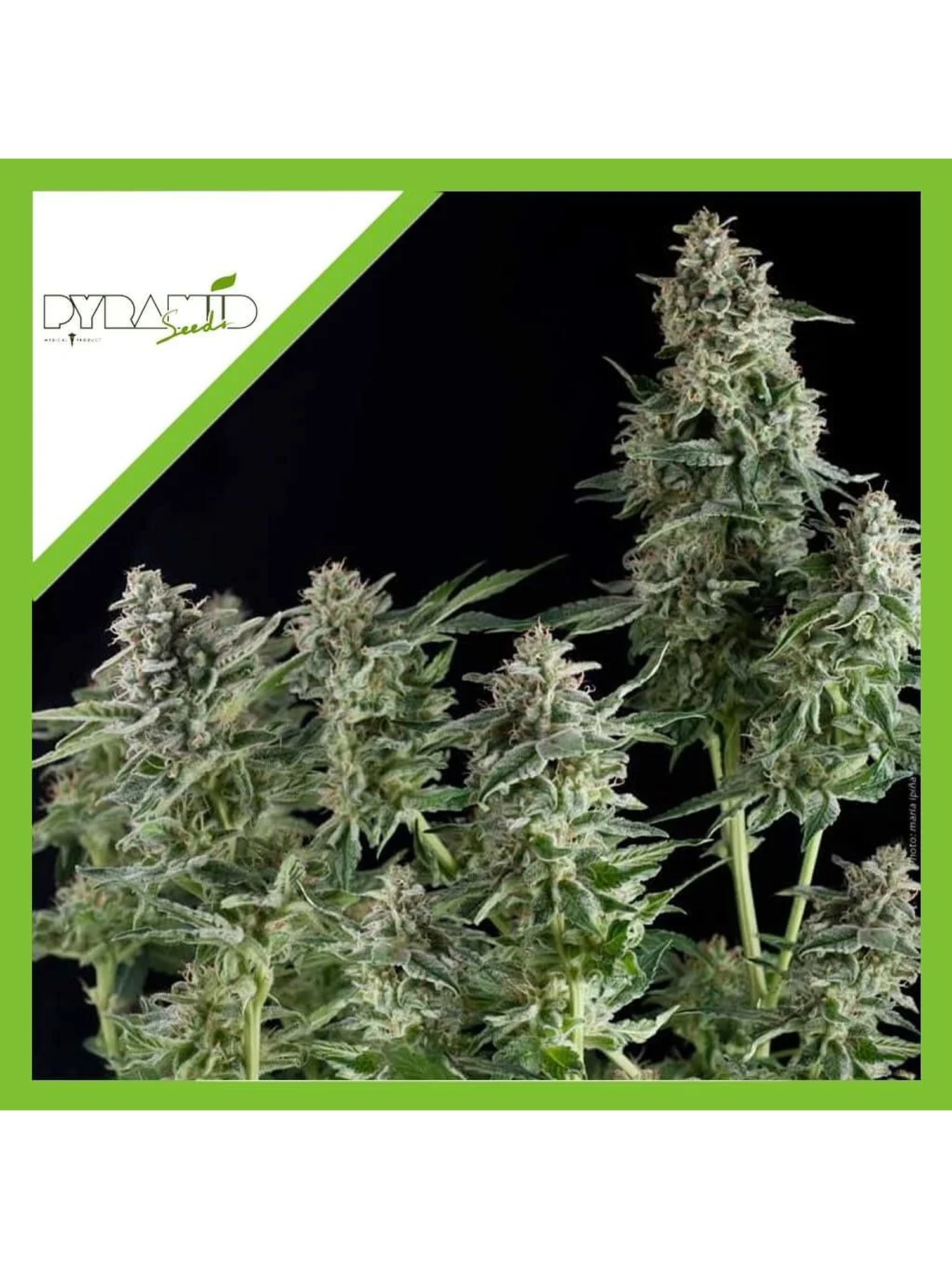 Northern Lights Auto -Pyramid Seeds (X50/X5+2/X3+1/X1) 2