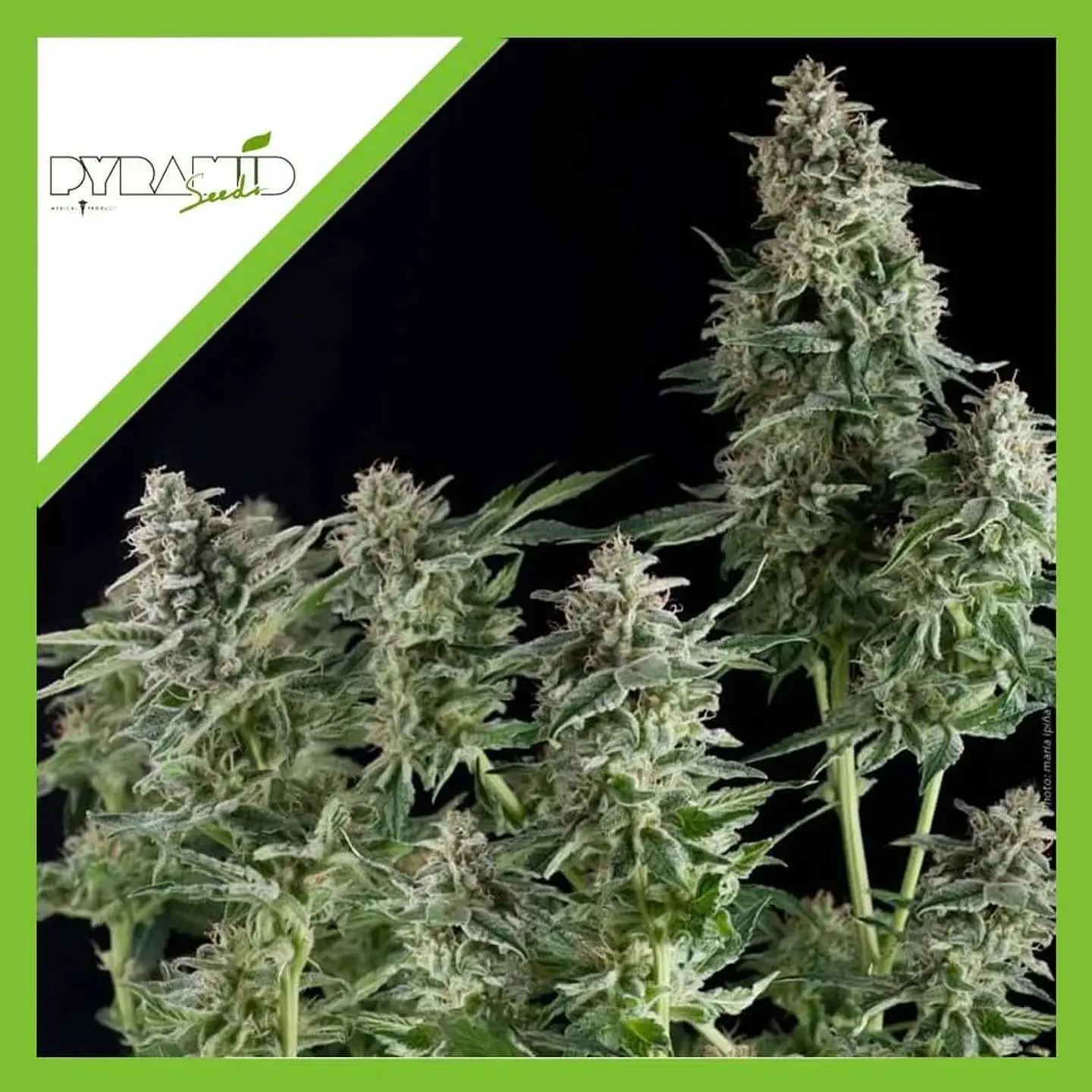 Northern Lights Auto -Pyramid Seeds (X50/X5+2/X3+1/X1) 2