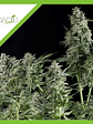 Northern Lights Auto X1-Pyramid Seeds - Miniatura 2