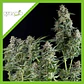 Northern Lights Auto -Pyramid Seeds (X50/X5+2/X3+1/X1) - Miniatura 2