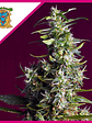 Sweet Cherry Pie Fem® X3+1-Sweet Seeds - Miniatura 3