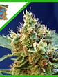 Cream Mandarine Xl  Auto® X3+1-Sweet Seeds - Miniatura 5