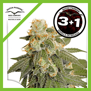 Orange Bud Auto X3-Dutch Passion