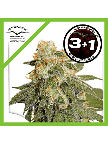 Orange Bud Auto X3-Dutch Passion 2