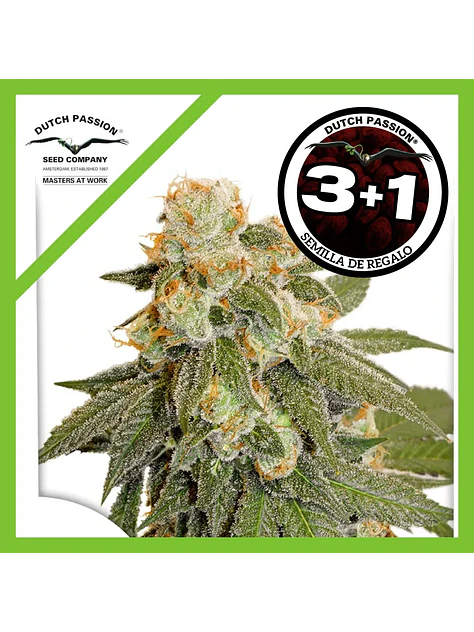 Orange Bud Auto -Dutch Passion X3+1 1