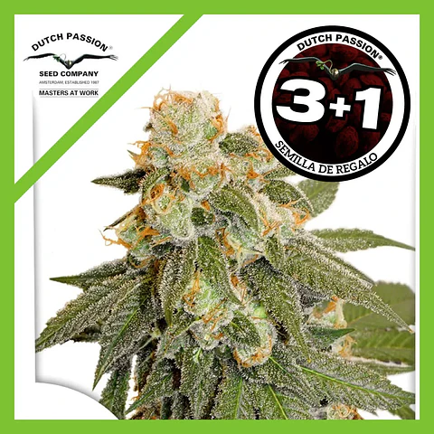 Orange Bud Auto -Dutch Passion X3+1