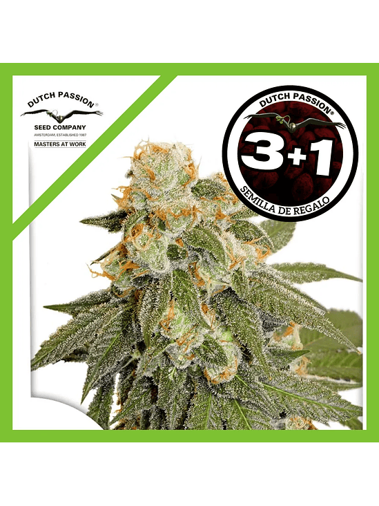 Orange Bud Auto X3-Dutch Passion 2