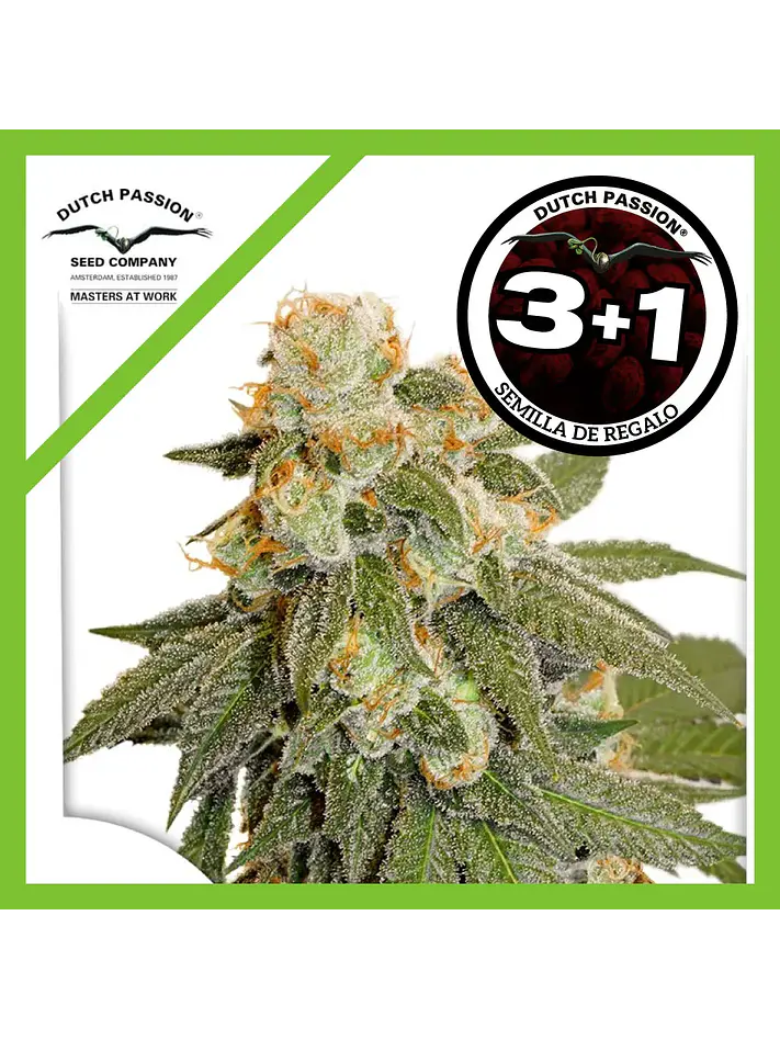 Orange Bud Auto -Dutch Passion X3+1 1