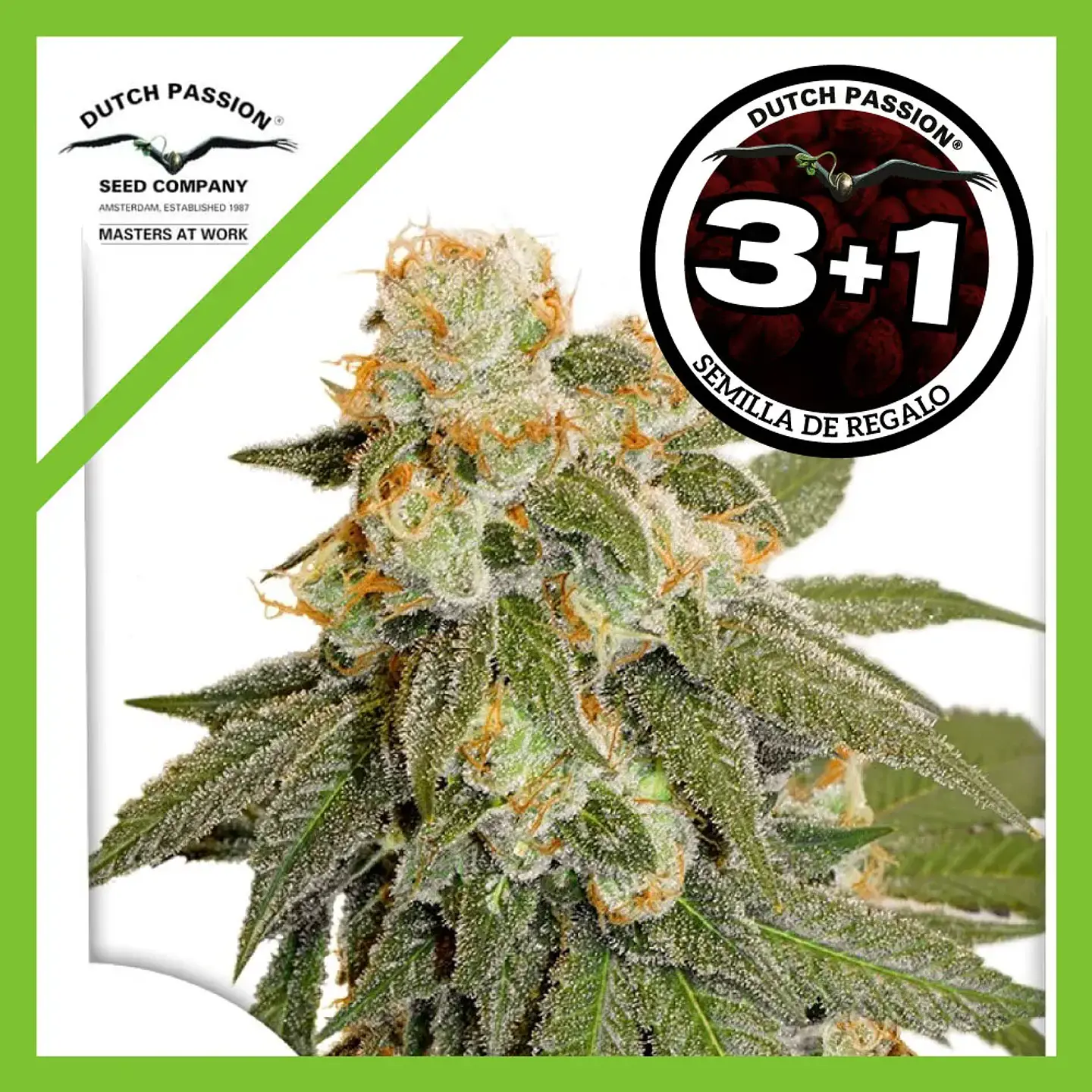 Orange Bud Auto -Dutch Passion X3+1 1