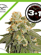 Orange Bud Auto X3-Dutch Passion - Miniatura 2
