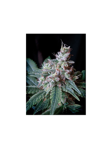 Cream Caramel F1 Fem® X3+1-Sweet Seeds 4