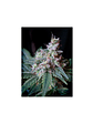 Cream Caramel F1 Fem® X3+1-Sweet Seeds - Miniatura 4