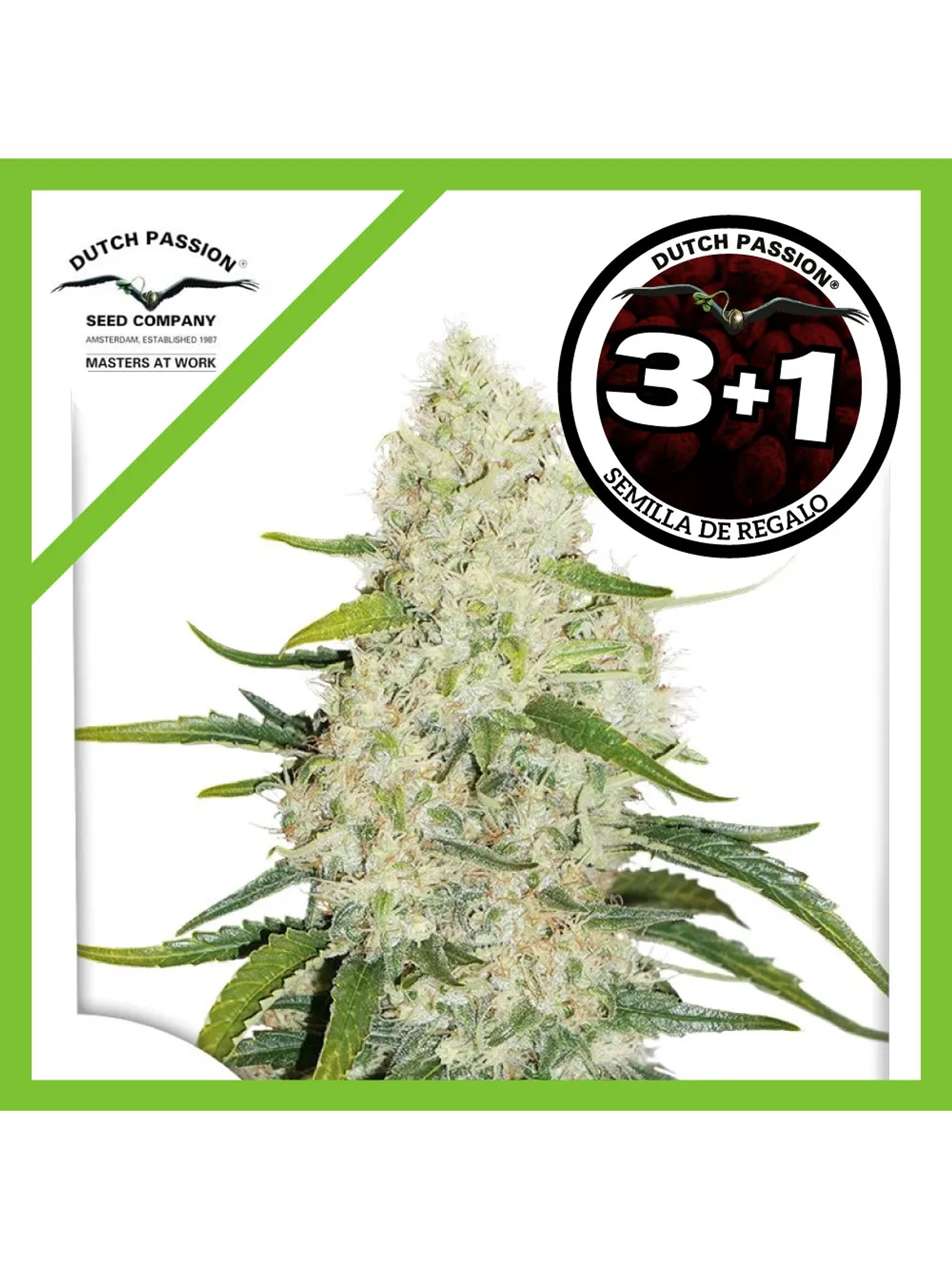 Think Big Auto -Dutch Passion (X3/X3+1) 2