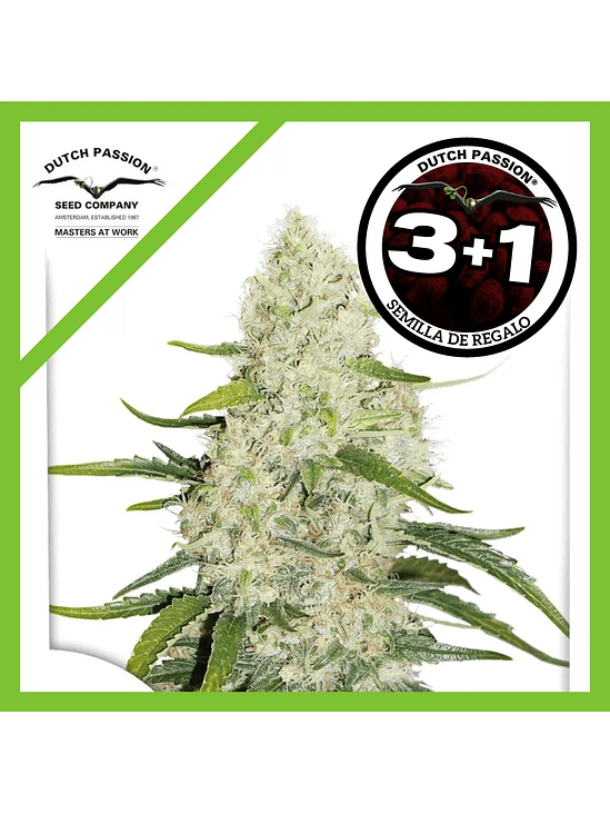 Think Big Auto X3-Dutch Passion 2