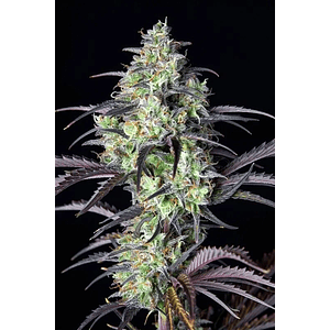 Mimosa Cake Auto X1-Fast Buds