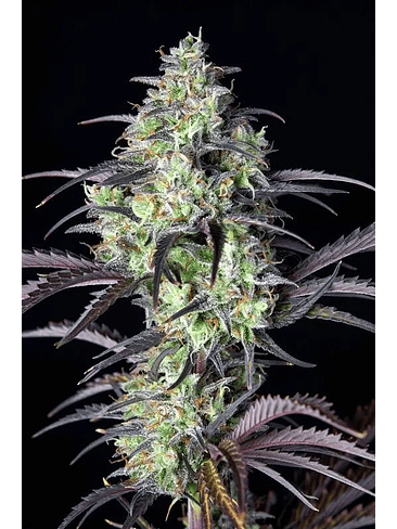 Mimosa Cake Auto X1-Fast Buds 2