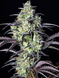 Mimosa Cake Auto X1-Fast Buds - Miniatura 2