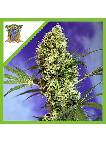 Big Devil Xl  Auto® X3+1-Sweet Seeds 2