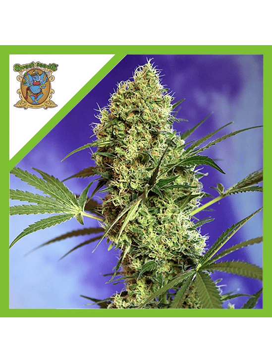 Big Devil Xl  Auto® X3+1-Sweet Seeds 3