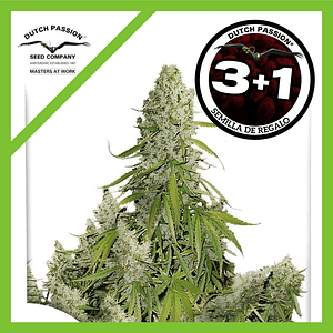 Ultimate Auto X3-Dutch Passion