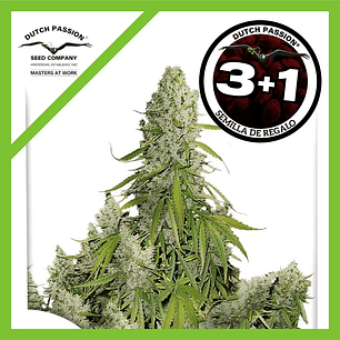 Ultimate Auto X3-Dutch Passion