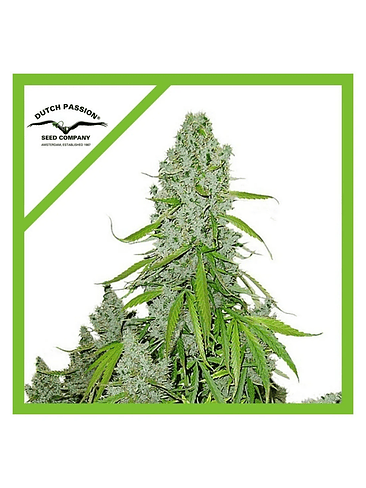 Ultimate Auto X3-Dutch Passion 3