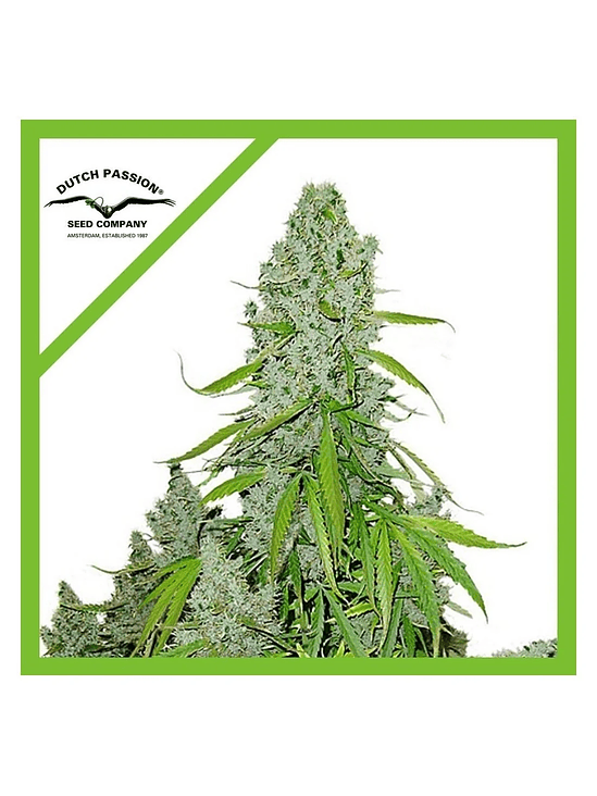 Ultimate Auto X3-Dutch Passion 3