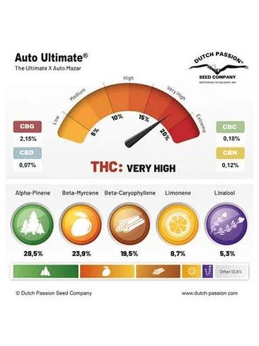 Ultimate Auto X3-Dutch Passion 4