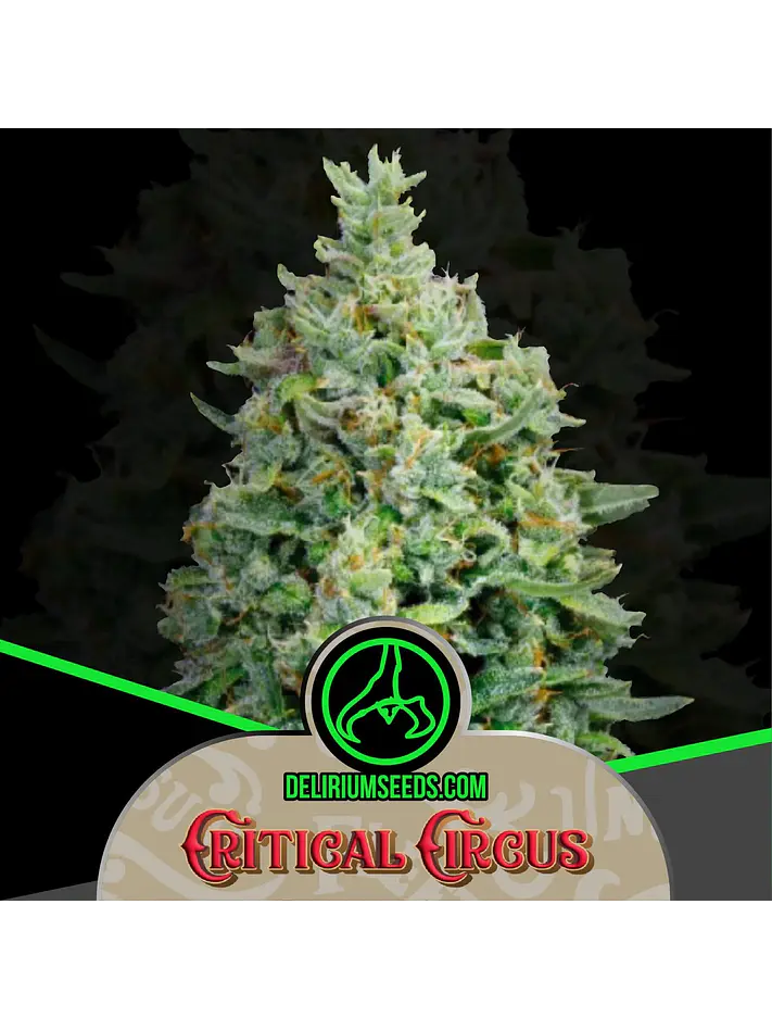 Critical Circus Fem -Delirium Seeds (X4/X2/X1) 2