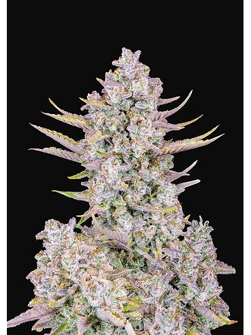 Purple Punch Auto X3-Fast Buds 2