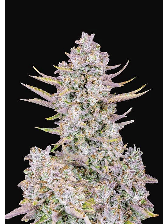 Purple Punch Auto X3-Fast Buds 2