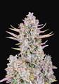 Purple Punch Auto -Fast Buds (X3/X1) - Miniatura 2
