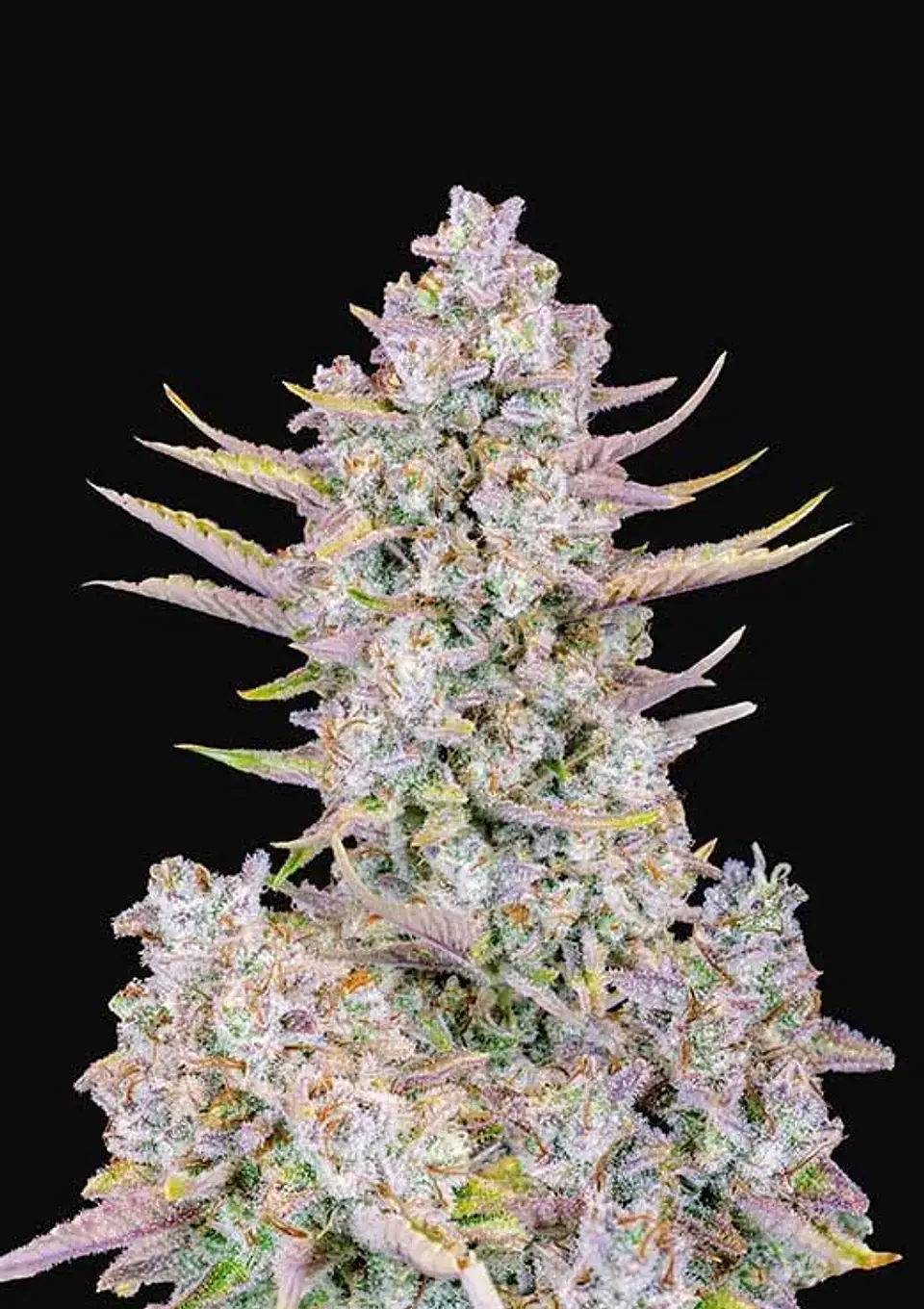 Purple Punch Auto -Fast Buds (X3/X1) 2