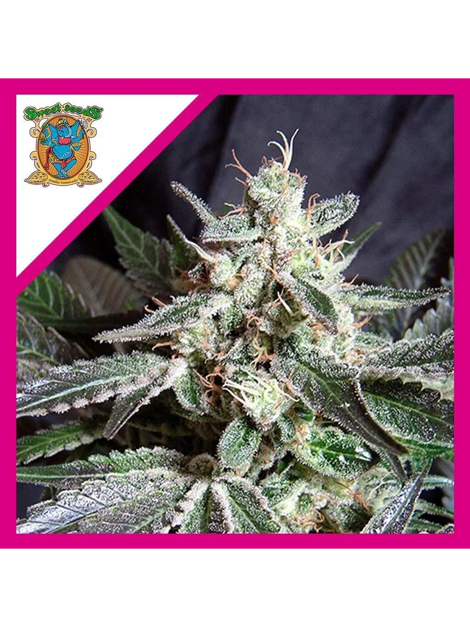 Black Jack F1 Fem -Sweet Seeds (X100/X25/X3+1) 3