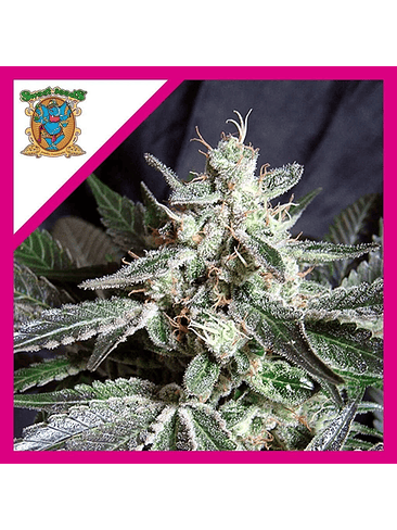 Black Jack F1  Fem X100-Sweet Seeds 3