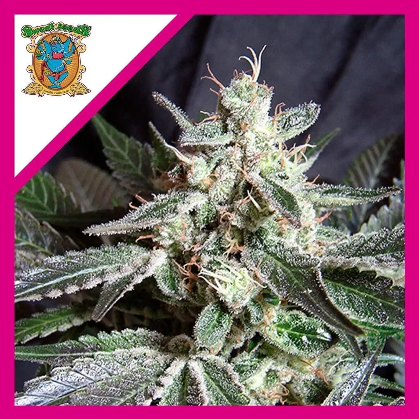 Black Jack F1 Fem -Sweet Seeds (X100/X25/X3+1) 3