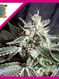 Black Jack F1  Fem X100-Sweet Seeds - Miniatura 3