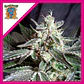 Black Jack F1 Fem -Sweet Seeds (X100/X25/X3+1) - Miniatura 3