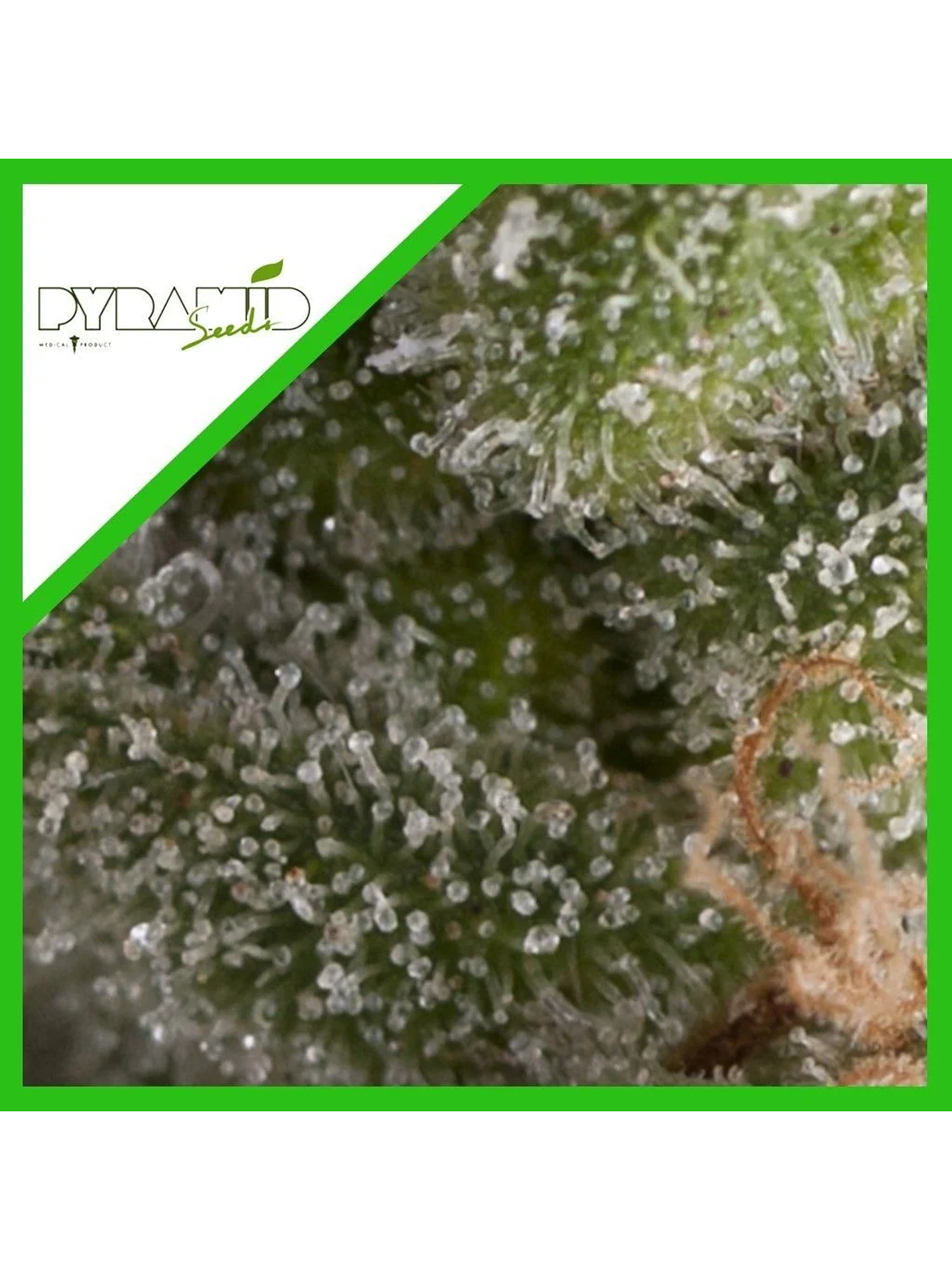 Fresh Candy Auto -Pyramid Seeds (X5+2/X3+1) 2