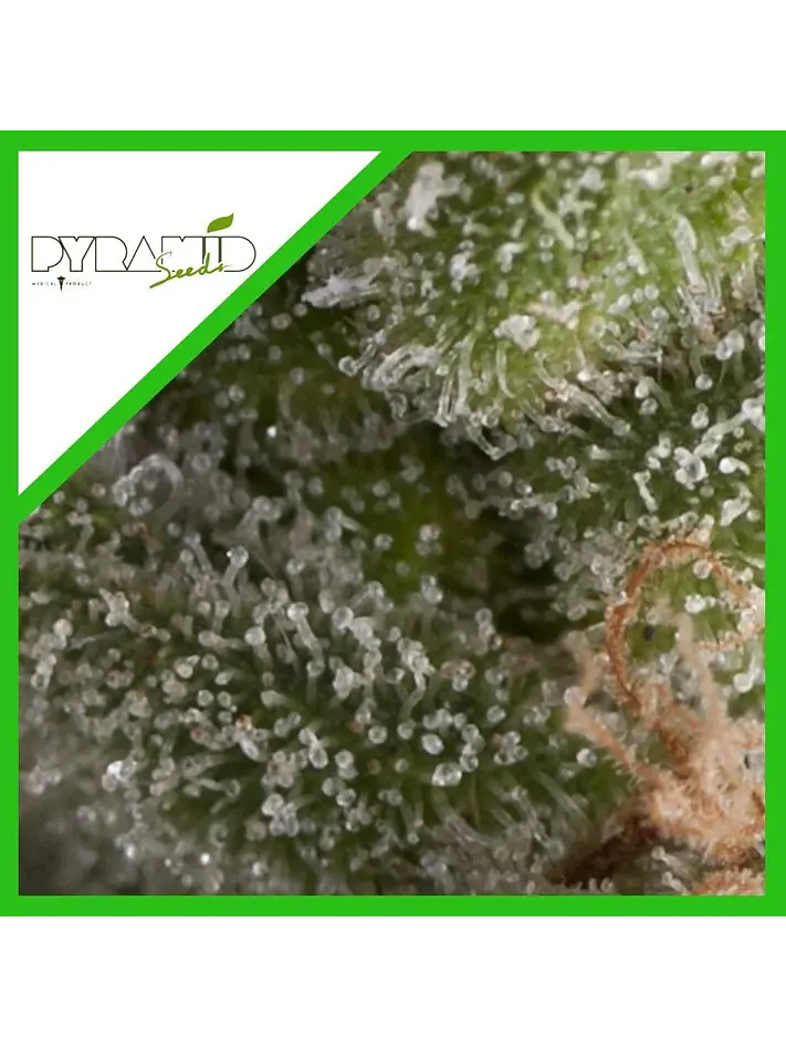 Fresh Candy Auto -Pyramid Seeds (X5+2/X3+1) 2
