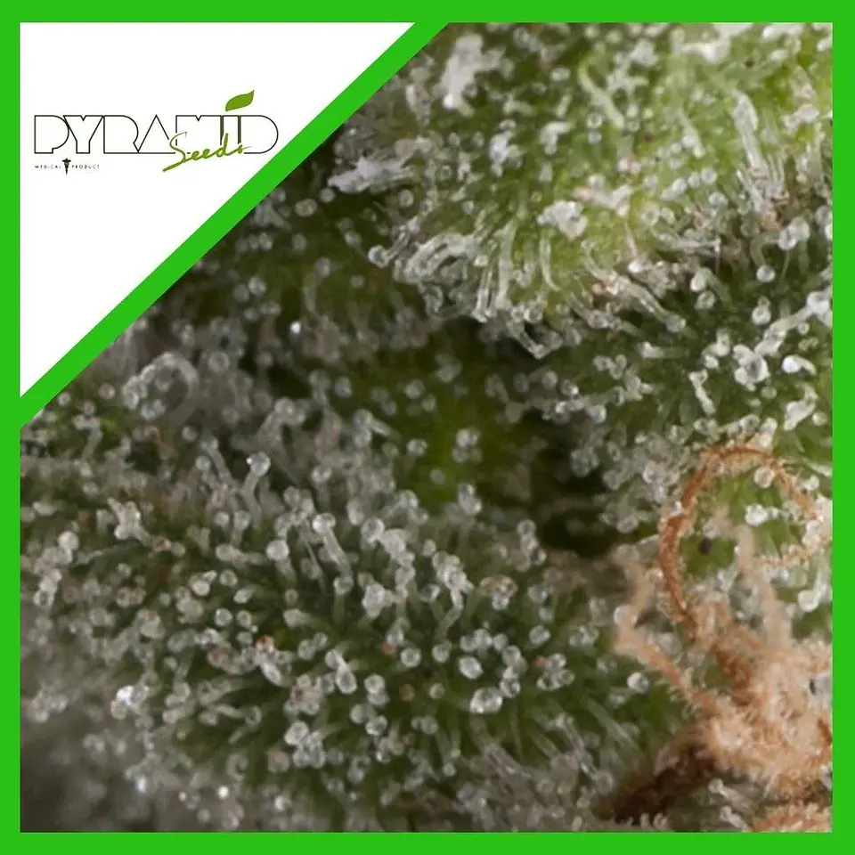 Fresh Candy Auto -Pyramid Seeds (X5+2/X3+1) 2