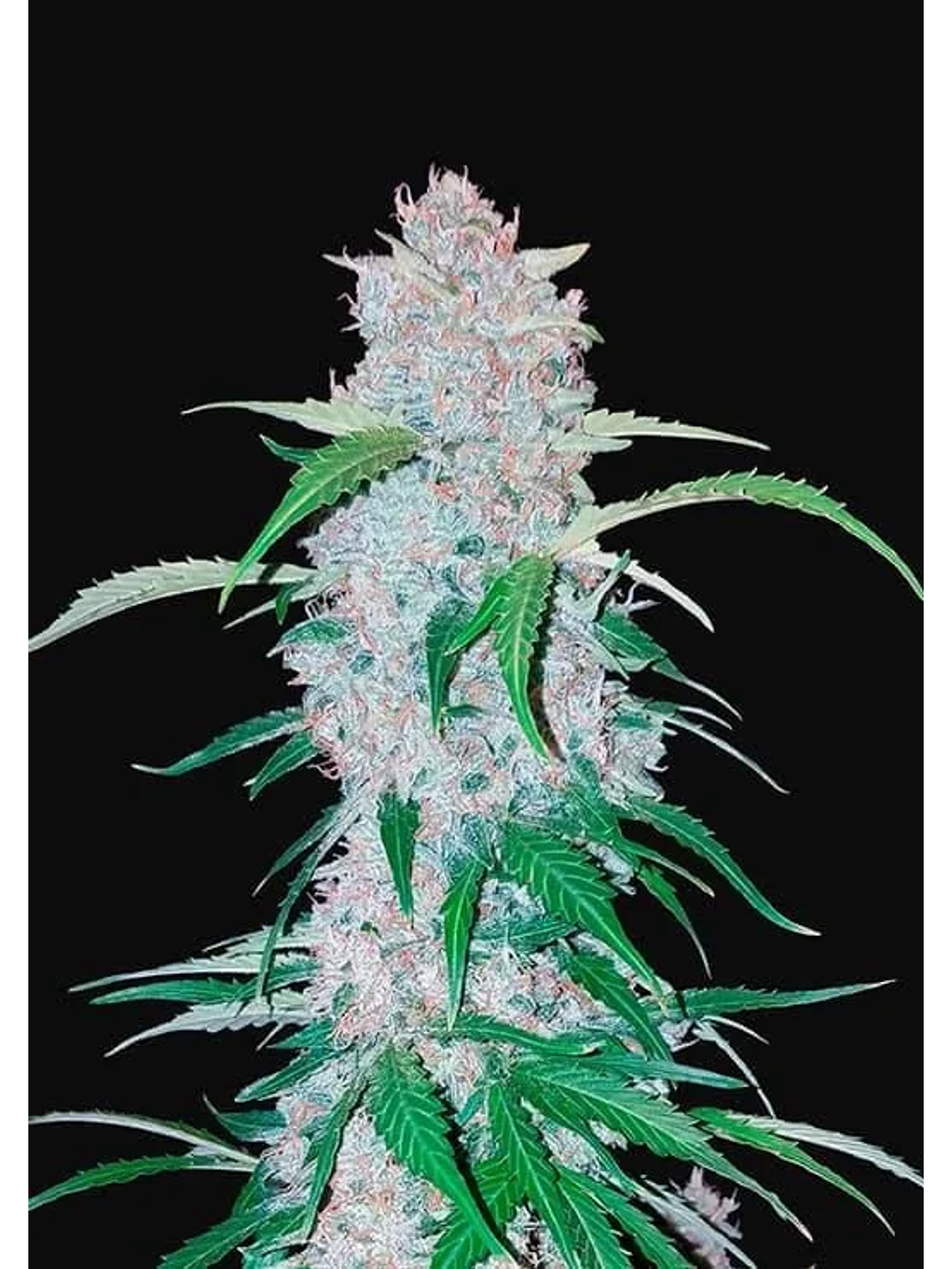 Six Shooter Auto -Fast Buds (X3/X1) 2