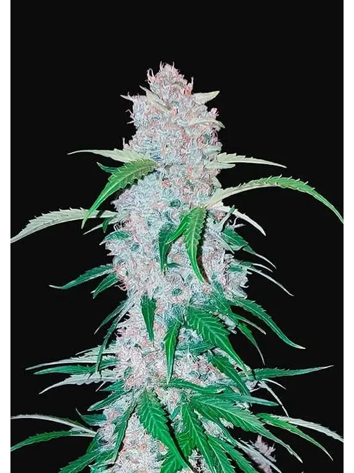Six Shooter Auto -Fast Buds (X3/X1) 2