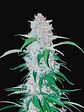 Six Shooter  Auto X3-Fast Buds - Miniatura 2